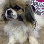 Un Pekalier allongé sur une moquette 