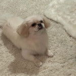 Un Pekalier allongé sur une moquette et semblant détendu