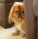 Un Pekalier sur une moquette et regardant vers la caméra 