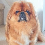 Un Pekalier assis sur une moquette et regardant vers la caméra 