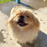 Un Pekalier sur une surface bétonnée et ayant la gueule légèrement ouverte