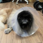 Un Pekalier allongé sur un plancher et portant un carcan