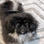 Un Pekalier sur un tapis et regardant vers la caméra 