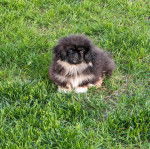 Un Pekalier assis sur un terrain herbeux et regardant la caméra 