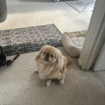 Un Pekalier assis sur une moquette et regardant vers la caméra 