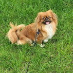 Un Pekalier sur un terrain herbeux et qui est tenu en laisse