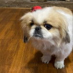 Un Pekalier sur un plancher et regardant vers la caméra 