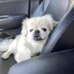 Un Pekalier allongé sur le siège d'une voiture et regardant vers la caméra 