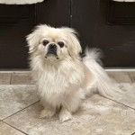 Un Pekalier assis sur un sol carrelé et regardant vers la caméra 