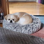 Un Pekalier allongé dans un panier et semblant détendu