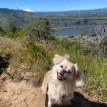 Un Pekalier tirant la langue et qui est tenu en laisse 