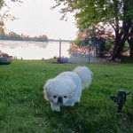 Un Pekalier marchant sur un terrain herbeux 