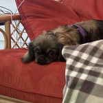 Un Pekalier allongé sur un canapé et portant un harnais 