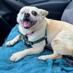 Un Pekalier allongé sur le siège d'une voiture et qui est tenu en laisse 