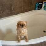 Un Pekalier dans une baignoire et semblant détendu 