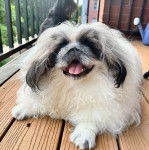 Un Pekalier allongé sur un plancher et ayant la gueule lgèrement ouverte 