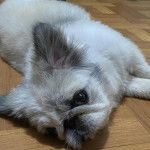 Un Pekalier allongé sur un plancher et regardant vers la caméra 