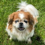 Un Pekalier assis sur un terrain herbeux et ayant la gueule légèrement ouverte 