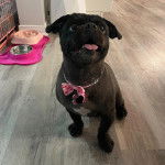 Un Pekalier assis sur un plancher tirant la langue et portant un nœud autour du cou