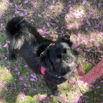 Un Pekalier sur un terrain herbeux et qui est tenu en laisse 