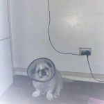 Un Pekalier assis sur un plancher et portant un carcan 