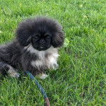 Un Pekalier assis sur un terrain herbeux et qui est tenu en laisse 