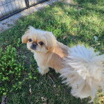 Un Pekalier sur une surface herbacée et regardant vers la caméra 