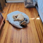 Un Pekalier allongé sur un oreiller et portant un collier autour du cou