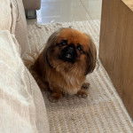 Un Pekalier assis sur un tapis et regardant vers la caméra 