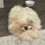 Un Pekalier allongé sur le dos sur un plancher 