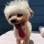 Un Pekalier sur une surface bétonnée et ayant la langue pendante