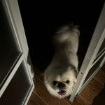 Un Pekalier sur un plancher et ayant la gueule légèrement ouverte 