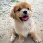 Un chiot Pekalier assis sur une surface sableuse et ayant la gueule légèrement ouverte 