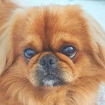 Un Pekalier regardant vers la caméra 