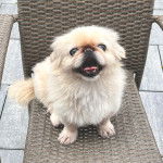 Un Pekalier assis sur une chaise et ayant la gueule légèrement ouverte 