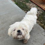 Un Pekalier sur une surface bétonnée 