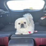 Un Pekalier allongé dans le coffre d'une voiture et regardant vers la caméra