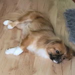 Un Pekalier allongé sur un plancher et semblant détendu