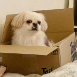 Un Pekalier assis dans un carton et regardant vers la caméra 