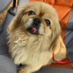 Un Pekalier allongé sur une chaise et semblant détendu 