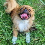 Un Pekalier allongé sur un terrain herbeux et tirant la langue 