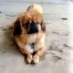 Un Pekalier allongé sur une surface bétonnée et portant un collier autour du cou