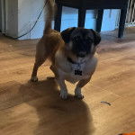 Un Pekalier sur un plancher et portant un collier autour du cou