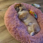 Un Pekalier allongé sur le dos dans un panier 