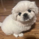 Un Pekalier assis sur un plancher et regardant vers la caméra 