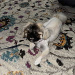 Un Pekalier allongé sur une moquette et regardant vers la caméra