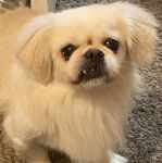 Un Pekalier sur une moquette et regardant vers la caméra 