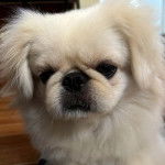 Un Pekalier regardant vers la caméra