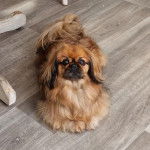 Un Pekalier sur un plancher et regardant vers la caméra 