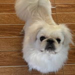 Un Pekalier assis sur un plancher 